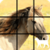 Horse Slide Puzzle FatCatApps