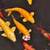 Koi Fish