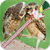 Love Birds Zipper Lock Screen