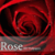 Free Rose wallpapers