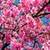 Sakura Flower Live Wallpaper Best