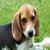 Cool Beagles Puzzles