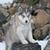 Alaskan Malamute Baby Live Wallpaper