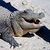 Crocodile Simulator 3D