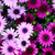 Flowers Live Wallpapers Free