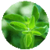 Benefits of Marjoram