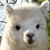 Alpaca Sheared Live Wallpaper