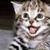 Cute Cats Pictures HD Wallpaper