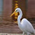 Birds Live  Wallpapers