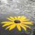Amazing Rain wallpaper