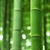 Bamboo buds Wallpaper HD