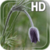 Flower Bud LWP