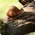 Turbo Snail Live Wallpaper