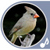 Bird Ringtones and Sounds
