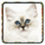 Kitten