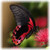 Natural Butterfly Wallpaper