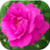 Flower Photos Wallpapers