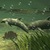 Dolphins Under The Sea Live Wallpaper