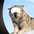 Fantastic Animal Photo Montage