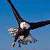Eagle Wallpapers App