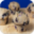 Blueberry Muffins