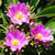 Beautiful Exotic Flowers images HD Wallpaper