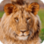 Beautiful Lion Live Wallpaper HD