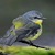 Cute Little Bird
