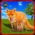 Life of a Wild Angry FOX