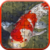 Koi Jigsaw Puzzle