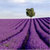 Lavender Wallpaper