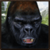 Crazy Gorilla Rampage