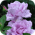 Raining Roses Live Wallpaper