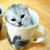 Cute and Funny Kittens face Wallpaper