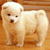 Cute Puppy Live Wallpaper 2
