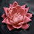 Flower Floating On Water Live Wallpaper