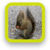 Cute Animal Mobile Phone