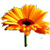 Flowers Jigsaw Puzzle