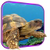 Turtle 3D Live Wallpaper