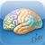 Netter's Neuroscience Flash Cards