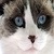 Cute White Cat Live Wallpaper