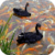 Black Swans Live Wallpaper