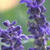 Nature Live Wallpaper 89