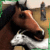 Horse Simulator - Goat Quest 3D