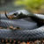 Black Mamba Snake Wallpaper