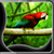 Newest Parrot Live Wallpapers