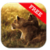 Free Wild Lion Wallpaper