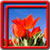 Tulips Live Wallpapers Best