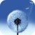 Dandelion Live Wallpaper 3D