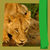 Wild Animals Photo Editor